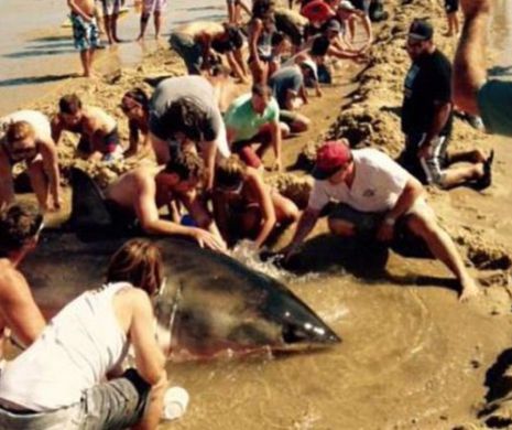 Au gasit un rechin esuat pe plaja si au incercat sa-l salveze. Finalul este unul dramatic