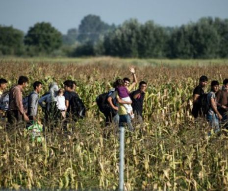 Au trecut granița sârbo-croată. Migranții traversează câmpurile de porumb