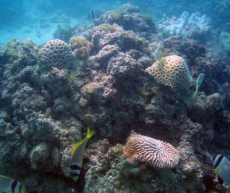 Ce amenință bariera de corali din Qatar