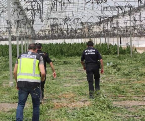 Cea mai mare captură din Spania: au fost confiscate cinci tone de plante de canabis