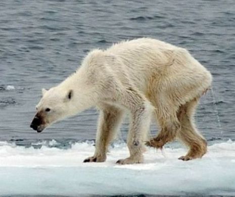 Cel mai TRIST urs polar din lume. Imaginea a ÎNNEBUNIT reţelel de socializare | FOTO