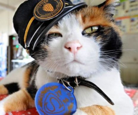Cum a devenit o pisică șef de gară