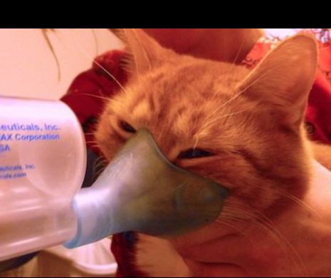 Cum se manifesta astmul, la pisica?