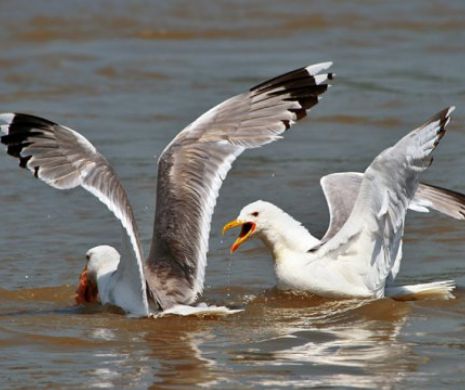 De ce aproape toate păsările marine vor înghiți plastic