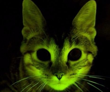 De ce voiau americanii pisici modificate genetic?
