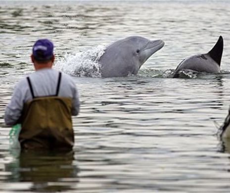 FENOMENAL. Cum îi ajută delfinii pe oameni să pescuiască. Nu se aruncă plasele decât la semnalul acestor mamifere inteligente | Galerie Foto şi Video