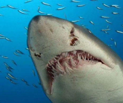 Hrana feroce: Dieta rechinului
