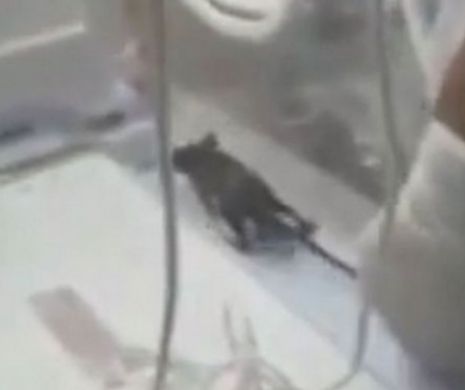 Imagini revoltătoare: Un şobolan a muşcat un nou născut, după ce a intrat în incubatorul lui | VIDEO