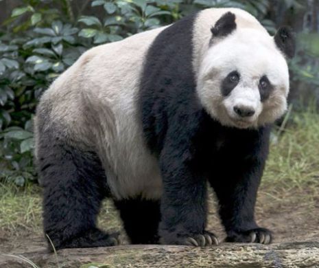 Jia Jia – cea mai batrana panda, in captivitate