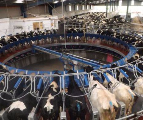 Lucruri pe care cei din industria lactatelor nu vor ca tu sa le stii