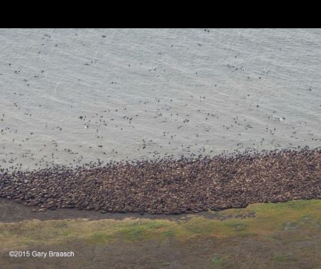 Mii de morse, esuate pe o plaja din Alaska