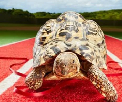 O broască ţestoasă a UIMIT lumea. A reuşit o PERFORMANŢĂ ULUITOARE | VIDEO