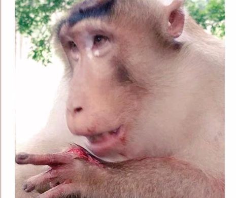O maimuta mutilata de „oameni”