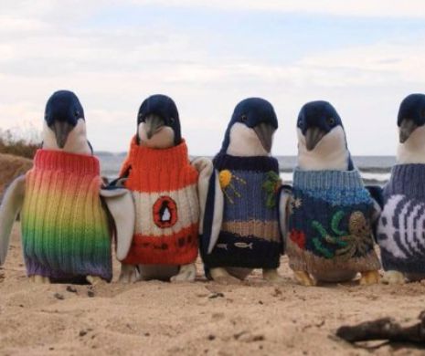 Pulovere pentru pinguinii pitici afectati de deversarile de petrol
