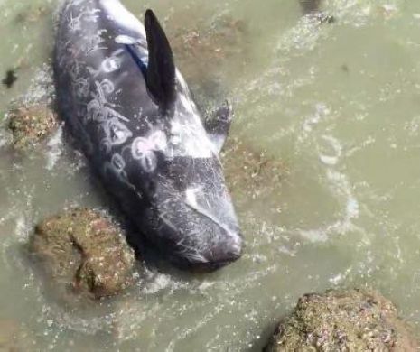 „Să vă fie ruşine”. Ce li se face delfinilor toamna. Barbarie fără limite | VIDEO