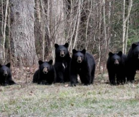 Scene DE GROAZĂ în Rusia: Urşii negri asiatici au intrat într-un ORAŞ. Oamenii sunt DISPERAŢI | VIDEO şocant
