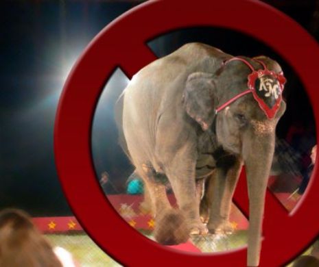 Si Olanda a interzis animalele salbatice in circuri