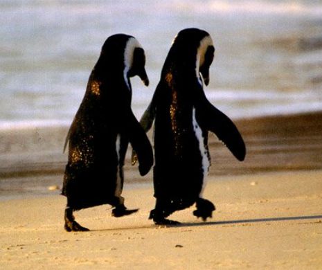 Studiu INCREDIBIL: Cercetătorii au aflat SECRETUL fidelităţii la cuplurile de pinguini