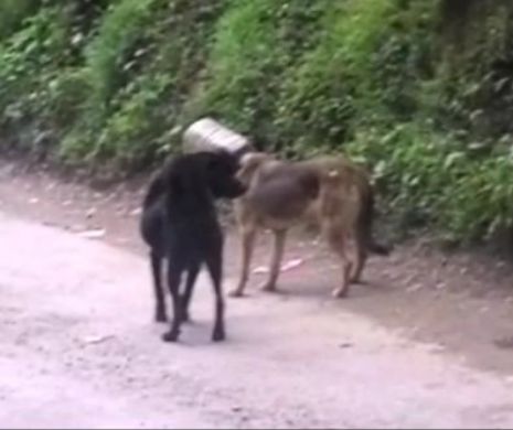 Un câine a ajuns de RÂSUL internetului. Putea să moară după ce şi-a prins capul într-un bidon | VIDEO VIRAL