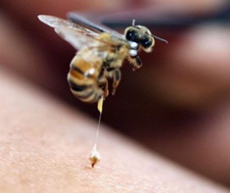 Un consilier local A MURIT după ce a fost înţepat de o albină