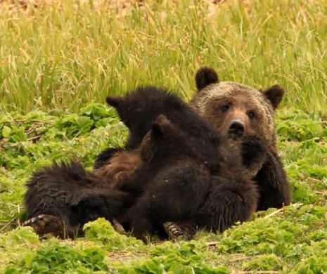 Un parc natural a fost inchis din cauza selfie-urilor cu ursii
