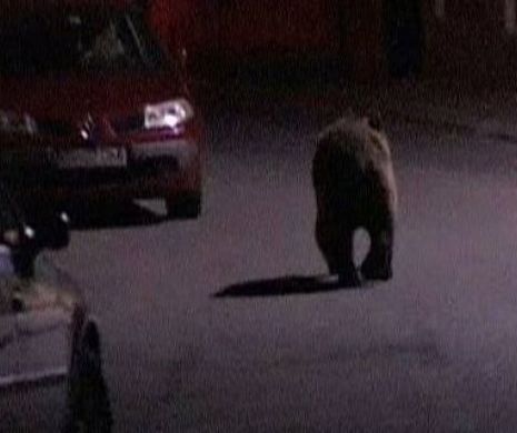 Un urs a trezit din hibernare Prefectura Suceava