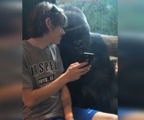 Videoclipul care a făcut SENZAŢIE pe internet: Ce face o gorilă când îşi vede poza pe un smartphone | VIDEO