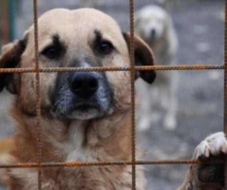 100.000 de euro daune morale băiețelului cu sindrom Down mutilate de câini la Checea