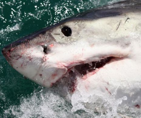 Cel mai mare COŞMAR al său, i-a salvat viaţa: De ce ar fi MURIT un bărbat dacă nu ar fi fost muşcat de rechin | Galerie Foto