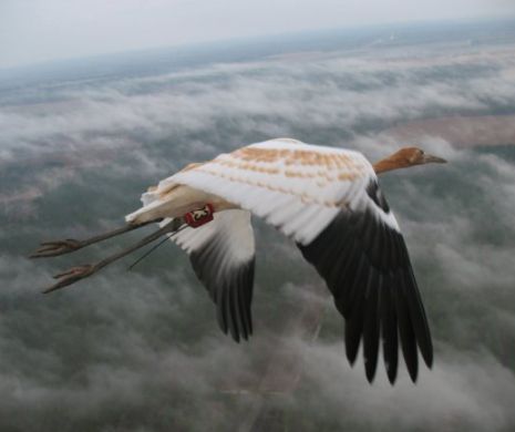 Constatare înspăimântătoare: aripile păsărilor îşi modifică forma pentru a se adapta noile condiţii climatice