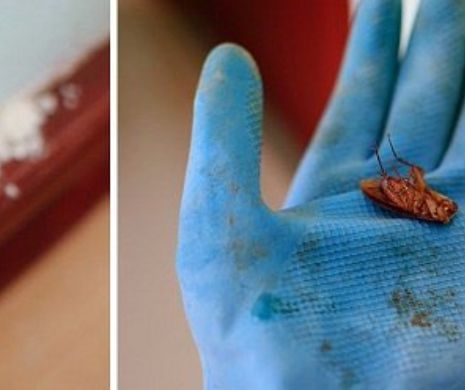 Cum să scapi definitiv de gândacii de bucătărie? Fără soluții toxice