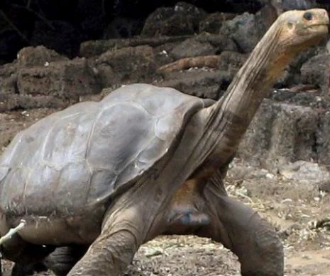 Descoperire de senzaţie în Galapagos. Savanţii au identificat o nouă creatură gigant