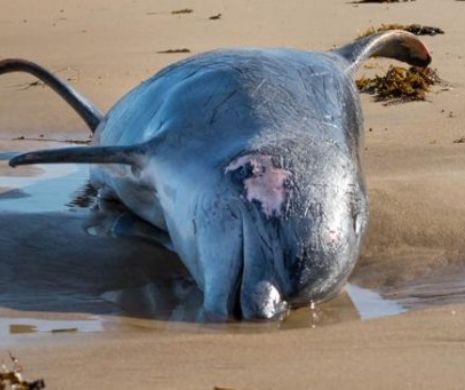 DEZASTRU ECOLOGIC. Delfini şi lei de mare găsiţi morţi pe o insulă mexicană