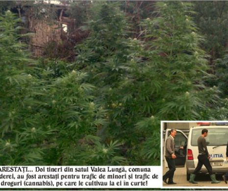 Doi proxeneți din Vaslui, cultivatori de canabis de cannabis au ajuns la „mititica”