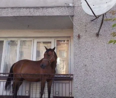 Motivul incredibil pentru care un cal a fost ţinut pe balcon