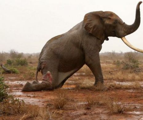 TIRANI! Angajaţi ai Zoo au DECAPITAT pui de elefanţi Motivul este dement | GALERIE FOTO