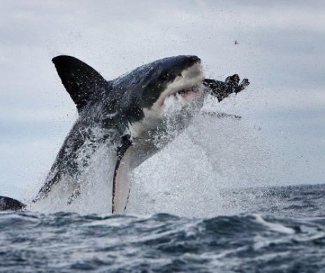 Un bărbat a fost mâncat de VIU de un rechin