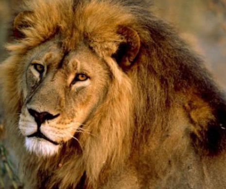 Urmatorii 20 de ani, critici pentru leii africani!
