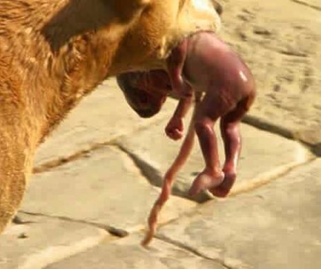 Cu adevarat EMOTIONANT! S-a aflat povestea din spatele fotografiei in care un caine cara in gura un nou nascut!