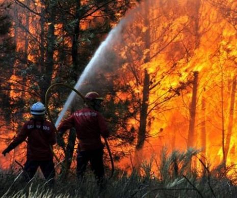 Pădure din Slănic Moldova, cuprinsă de FLĂCĂRI. ZECI de pompieri au intervenit pentru stingerea incendiului