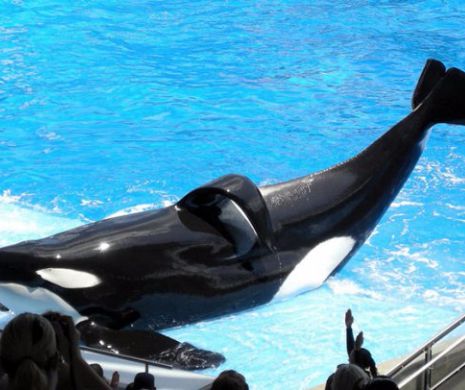 SeaWorld va renunta la spectacolele cu „balene ucigase”