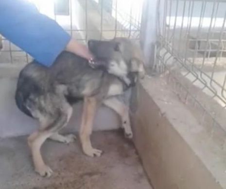 VIDEO CU IMPACT EMOŢIONAL. Lacrimile şi urletele acestui câine TE VOR URMĂRI TOATĂ VIAŢA