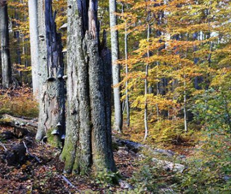 Cum a fost SALVATĂ una din ultimele păduri virgine din România de drujbele tăietorilor de lemne