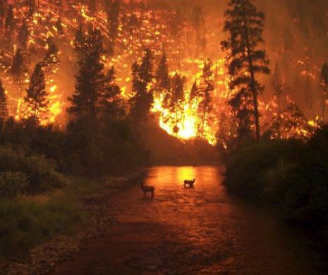 DEZASTRU în Spania. PESTE 130 de incendii au luat cu ASALT pădurile