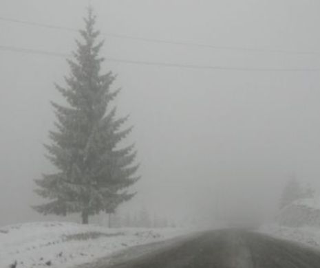 DRUM NAȚIONAL BLOCAT: Copaci îcărcați de zăpadă au căzut pe șosea