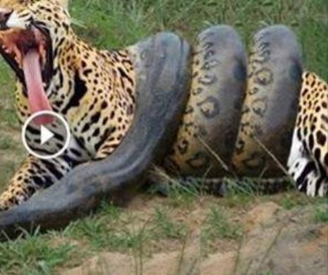 Lupte PE VIAŢĂ ŞI PE MOARTE între şerpi uriaşi şi feline. ÎNCLEŞTĂRI TERIBILE filmate de National Geographic