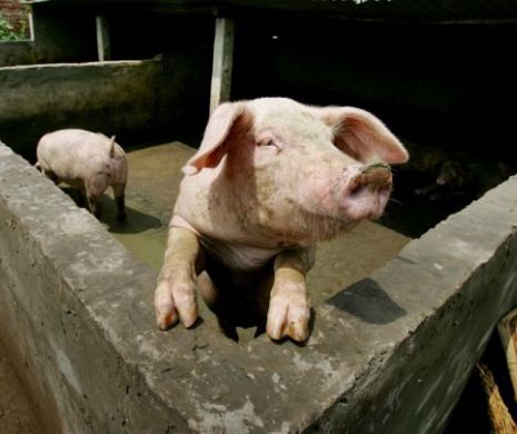 Crescătorii de porci, aproape de faliment: Preţul de vânzare al porcului în viu, de două ori mai mic decât preţul cărnii la raft!