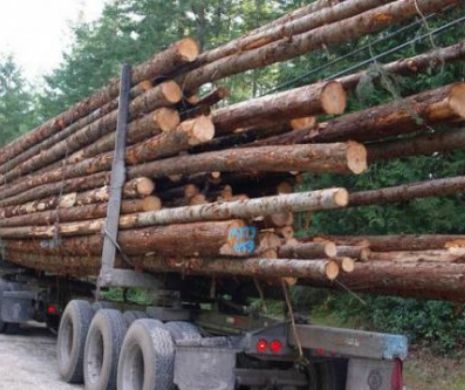 Guvernul modifică regulamentul de valorificare a masei lemnoase