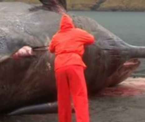 O balenă eșuată a explodat în timp ce era autopsiată de un biolog | VIDEO DE GROAZĂ