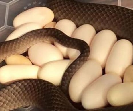 „Şarpele are şi ouă” O femeie, în stare de şoc! A vrut să deschidă frigiderul şi… VIDEO